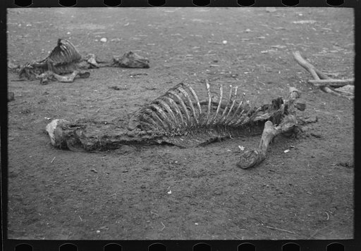 Untitled photo, possibly related to: Head of horse that died of compaction due to poor feed. William Butler farm near Anthon, Iowa