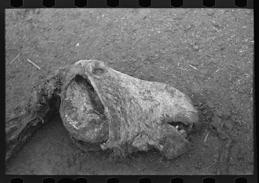 Untitled photo, possibly related to: Head of horse that died of compaction due to poor feed. William Butler farm near Anthon, Iowa