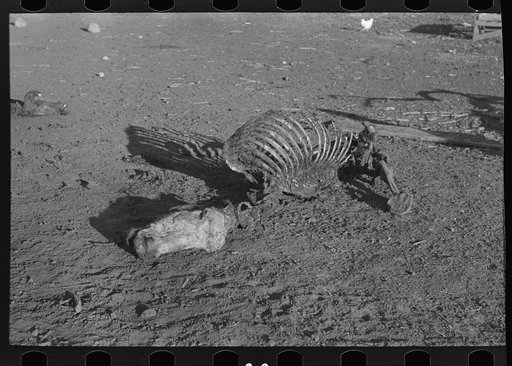 Skeleton of horse that died of compaction due to poor feed. William Butler farm near Anthon, Iowa
