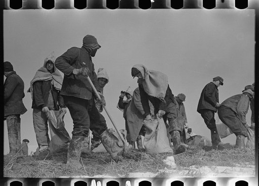 Working on the levee at Bird's Point, Missouri during the height of the flood