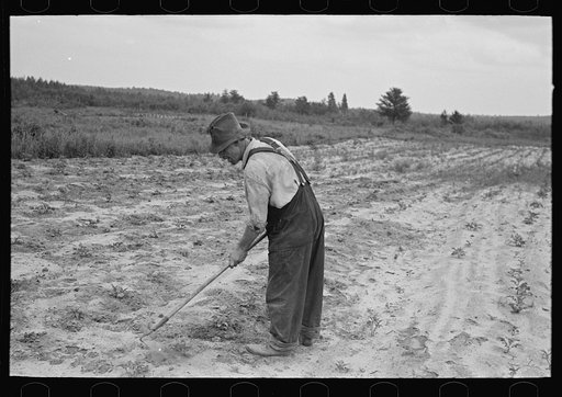 Untitled photo, possibly related to: Father of Ben Johnson, farmer of the cut-over lands, near Black River Falls, Wisconsin