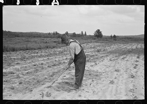 Ben Johnson, farmer near Black River Falls, Wisconsin, hoeing potatoes