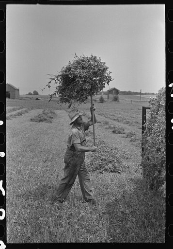 Untitled photo, possibly related to: Farmer pitching pea vines atop truck, on farm near Sun Prairie, Wisconsin