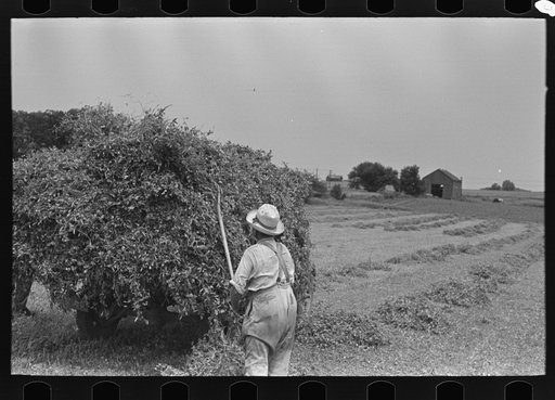 Untitled photo, possibly related to: Farmer pitching pea vines atop truck, on farm near Sun Prairie, Wisconsin