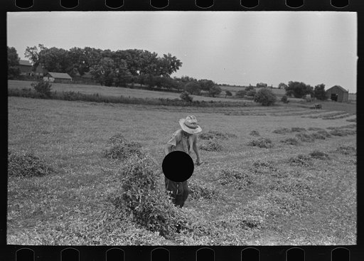 Untitled photo, possibly related to: Farmer pitching pea vines atop truck, on farm near Sun Prairie, Wisconsin