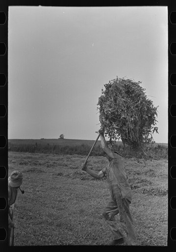 Untitled photo, possibly related to: Farmer pitching pea vines atop truck, on farm near Sun Prairie, Wisconsin