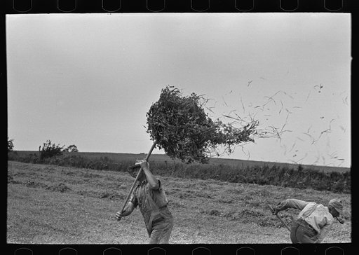 Untitled photo, possibly related to: Farmer pitching pea vines atop truck, on farm near Sun Prairie, Wisconsin