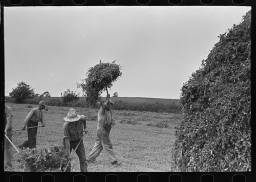 Untitled photo, possibly related to: Farmer pitching pea vines atop truck, on farm near Sun Prairie, Wisconsin