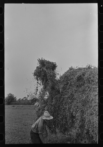 Untitled photo, possibly related to: Farmer pitching pea vines atop truck, on farm near Sun Prairie, Wisconsin