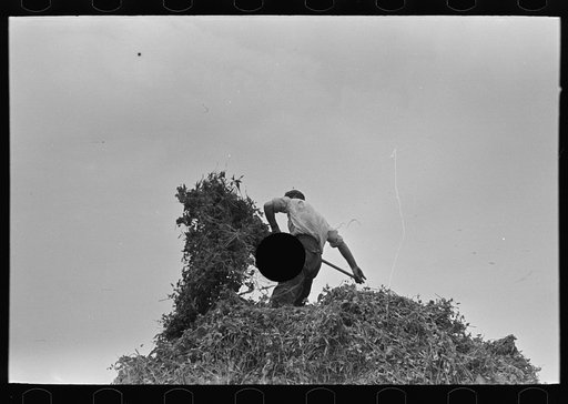 Untitled photo, possibly related to: Farmer pitching pea vines atop truck, on farm near Sun Prairie, Wisconsin