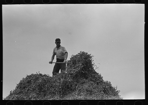 Farmer pitching pea vines atop truck, on farm near Sun Prairie, Wisconsin