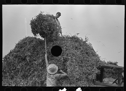 Untitled photo, possibly related to: Farmer pitching pea vines atop truck, on farm near Sun Prairie, Wisconsin