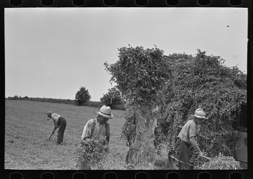 Untitled photo, possibly related to: Farmer pitching pea vines atop truck, on farm near Sun Prairie, Wisconsin