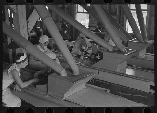 Untitled photo, possibly related to: Wife of pea farmer at vinery near Sun Prairie, Wisconsin