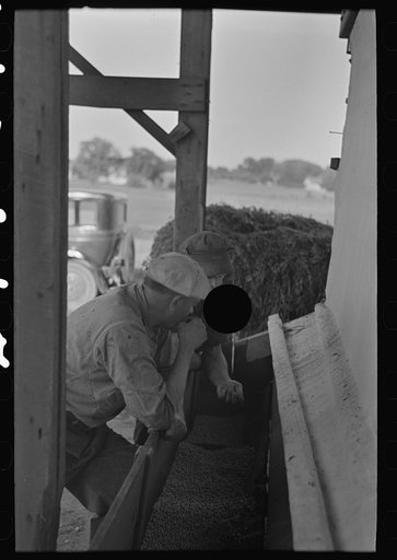 Untitled photo, possibly related to: Farmers talking while watching shelled peas coming from pea vinery, near Sun Prairie, Wisconsin