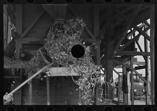 Untitled photo, possibly related to: Loading boxes of hulled peas at vinery for transporting to canning factory, near Sun Prairie, Wisconsin