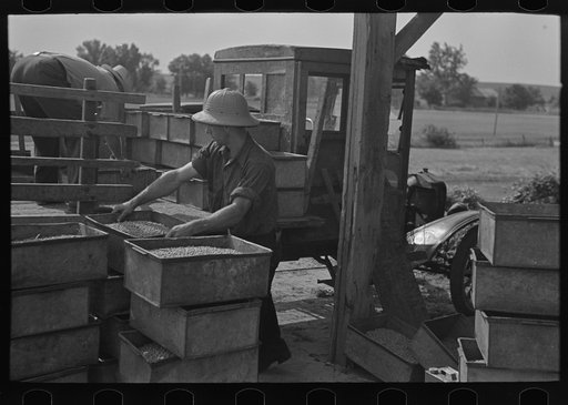 Loading boxes of hulled peas at vinery for transporting to canning factory, near Sun Prairie, Wisconsin