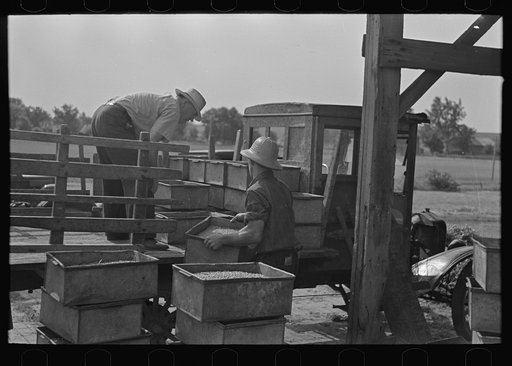 Untitled photo, possibly related to: Man recording quantities of pea vines delivered to vinery, near Sun Prairie, Wisconsin