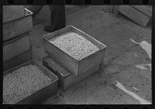 Boxes of peas after being separated from pods at pea vinery near Sun Prairie, Wisconsin