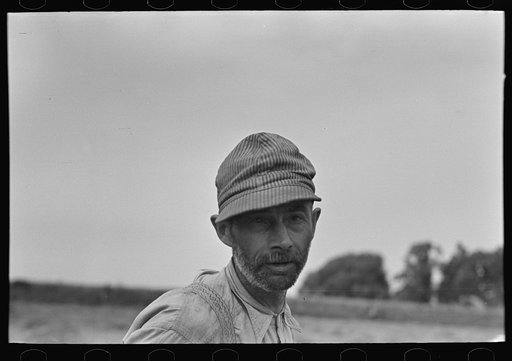 Untitled photo, possibly related to: Farmer pitching pea vines atop truck, on farm near Sun Prairie, Wisconsin