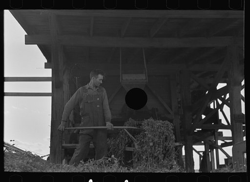 Untitled photo, possibly related to: Farmer pitching pea vines atop truck, on farm near Sun Prairie, Wisconsin