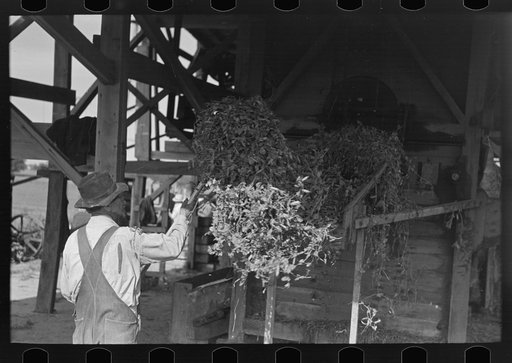 Untitled photo, possibly related to: Farmer pitching pea vines atop truck, on farm near Sun Prairie, Wisconsin