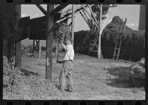 Untitled photo, possibly related to: Farmer pitching pea vines atop truck, on farm near Sun Prairie, Wisconsin