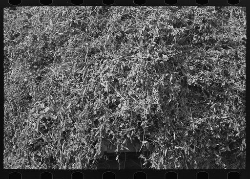 Untitled photo, possibly related to: Farmer pitching pea vines atop truck, on farm near Sun Prairie, Wisconsin