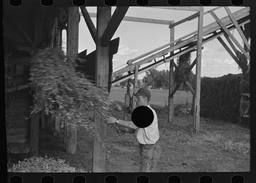 Untitled photo, possibly related to: Farmer pitching pea vines atop truck, on farm near Sun Prairie, Wisconsin