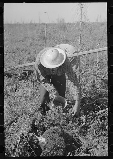 Blueberry picker, near Little Fork, Minnesota