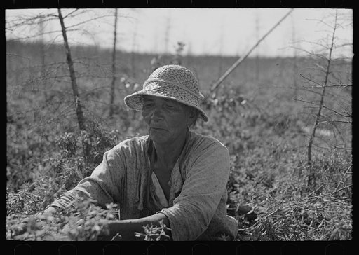 Indian blueberry picker, Little Fork, Minnesota