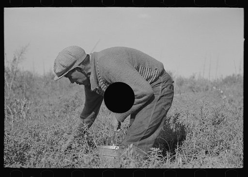 Untitled photo, possibly related to: Blueberry picker, near Little Fork, Minnesota