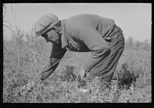 Blueberry picker, near Little Fork, Minnesota