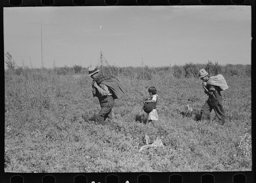 Blueberry fields near Little Fork, Minnesota