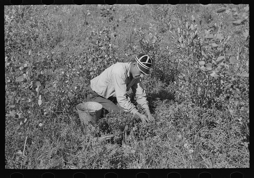 Indian picking blueberries, near Little Fork, Minnesota
