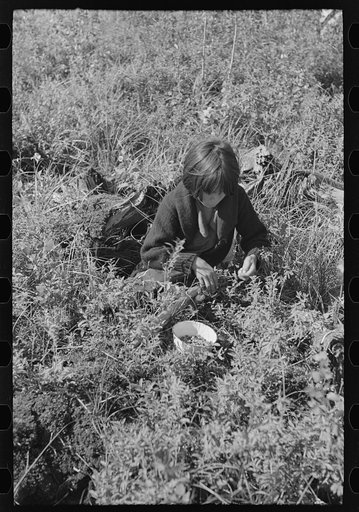 Indian child picking blueberries, near Little Fork, Minnesota