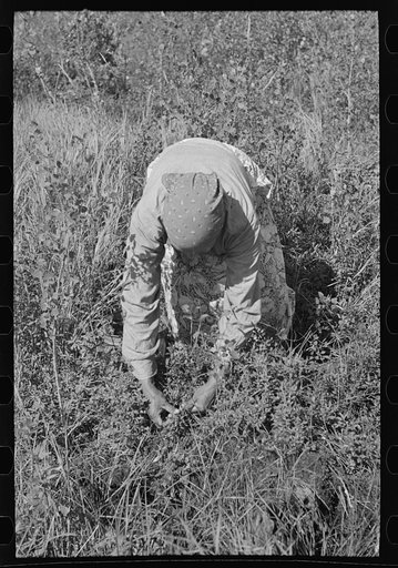 Indian woman picking blueberries, near Little Fork, Minnesota