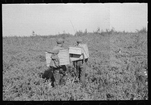 Blueberry pickers going home near Little Fork, Minnesota
