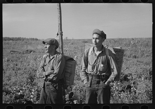 Blueberry pickers with full load near Little Fork, Minnesota