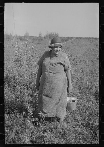 Indian blueberry picker, near Little Fork, Minnesota