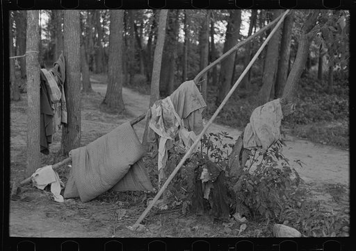 Airing bedding, blueberry pickers camp near Little Fork, Minnesota