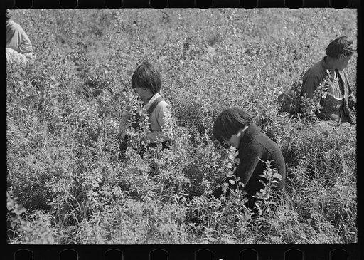 Young blueberry pickers, near Little Fork, Minnesota