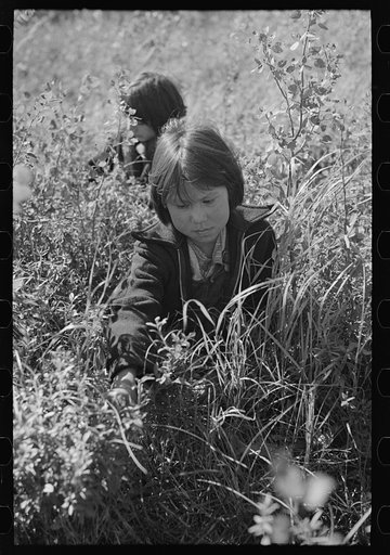Untitled photo, possibly related to: Child picking blueberries, near Little Fork, Minnesota