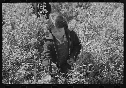 Child picking blueberries, near Little Fork, Minnesota