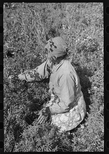 Untitled photo, possibly related to: Indian picking blueberries, near Little Fork, Minnesota