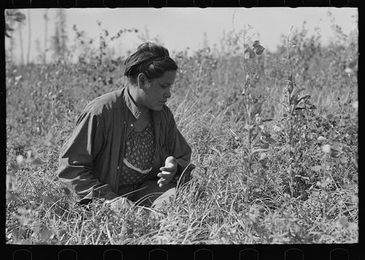 Indian picking blueberries, near Little Fork, Minnesota