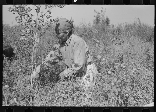 Indian woman picking blueberries near Little Fork, Minnesota