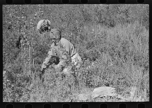 Untitled photo, possibly related to: Indian woman picking blueberries near Little Fork, Minnesota