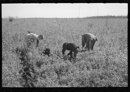 Untitled photo, possibly related to: Indian woman picking blueberries near Little Fork, Minnesota