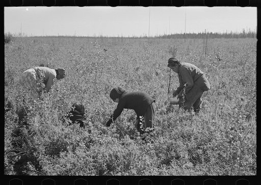 Indian family picking blueberries near Little Fork, Minnesota